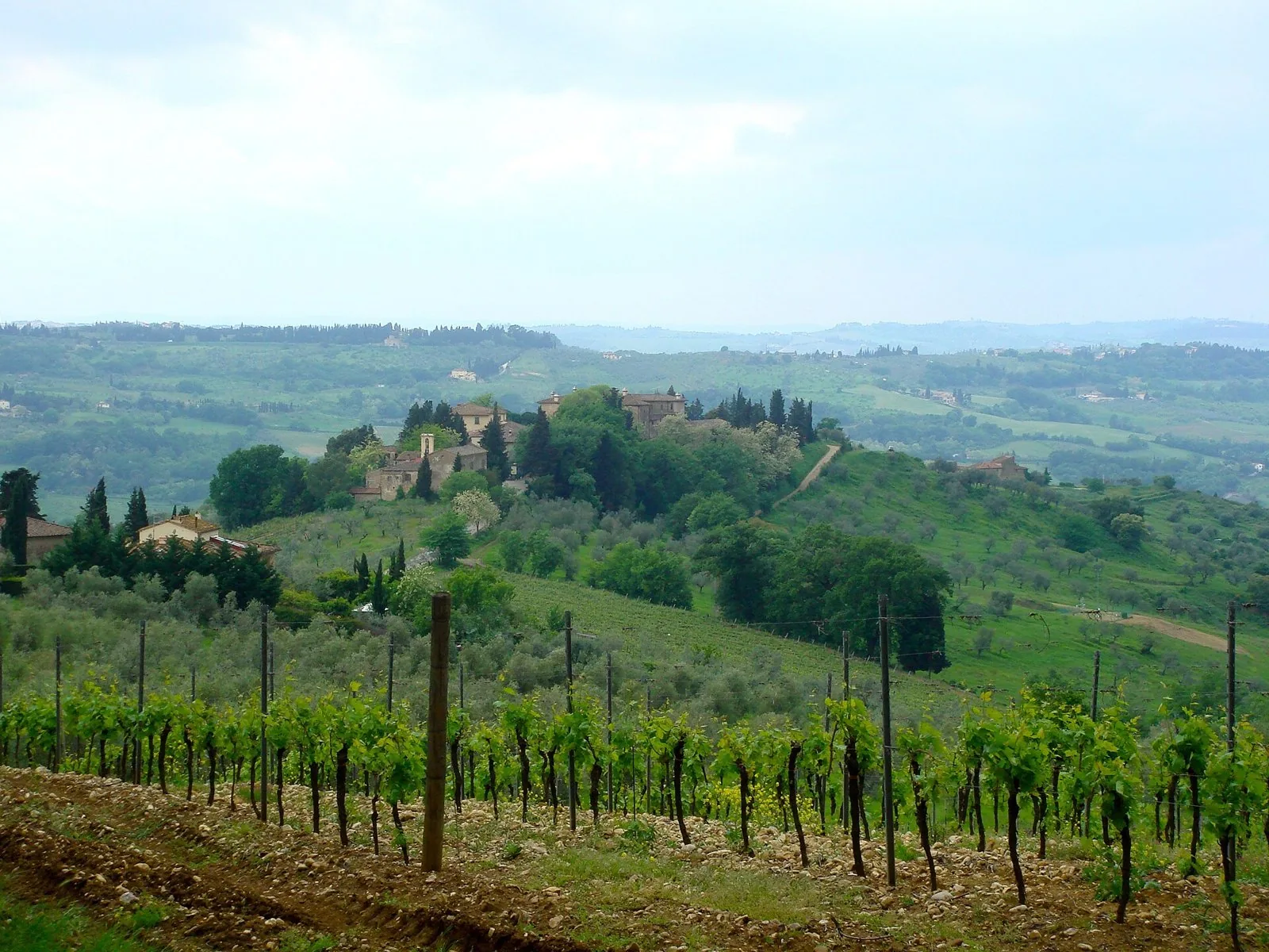 Filari di vigneto in primo piano e colline del Chianti con borgo, ulivi e cipressi